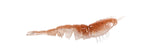 Z-Man EZ ShrimpZ Unrigged 3.5" Pack of 4