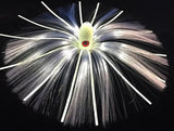 Joe Shute 1oz Yellowfin
